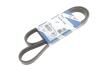 PASEK MICRO-V PASEK 6PK1249 FORD C-MAX 1.8 / 2.0 &lt;2010 SZT BOSCH 1987946173 (фото 2)
