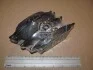 Колодки гальмівні дискові Renault Megane III 15"08-> CHAMPION 573268CH (фото 1)