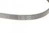 Пас поліклиновий Ford Fiesta VI 1.25-1.6Ti 08- Contitech 6PK1033 ELAST (фото 3)