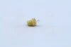 Лампа розжарювання 12v 1,5w Bx8,5d YELLOW NARVA 17050CP (фото 3)